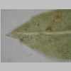 Leaf Apex 40er 02.JPG